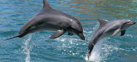 Venetian Canal 1 Bedroom Apartment - Sunshine Coast Tourism 2