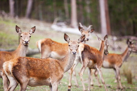 Villa Cervi Property - Holiday Sunshine Coast 0