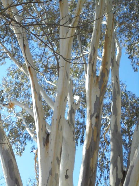 Wagga Wagga Tourist Park - Holiday Sunshine Coast 3