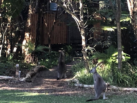 Wanderers Retreat - Holiday Sunshine Coast 2