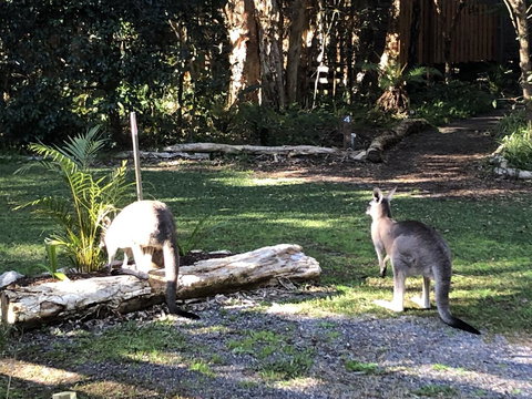 Wanderers Retreat - Holiday Sunshine Coast 3