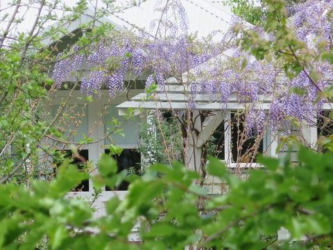 Amelina Cottages - Holiday Sunshine Coast 5