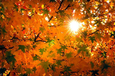 Alpine Aspects - Sunshine Coast Tourism 15