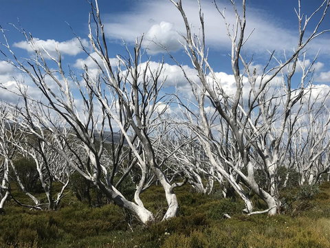 Alpine Aspects - Sunshine Coast Tourism 37