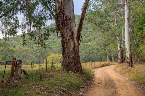 Alpine Aspects - Sunshine Coast Tourism 10