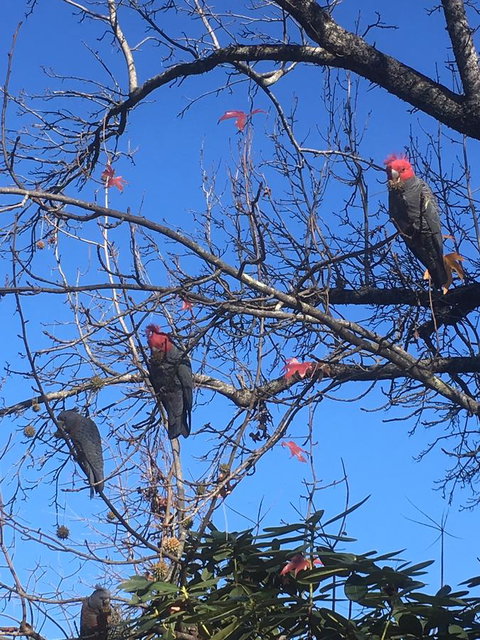 Alpine Aspects - Sunshine Coast Tourism 17