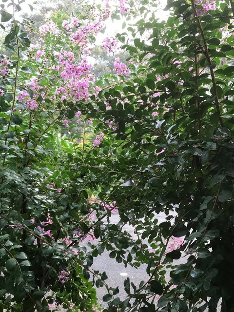 Alpine Aspects - Sunshine Coast Tourism 19