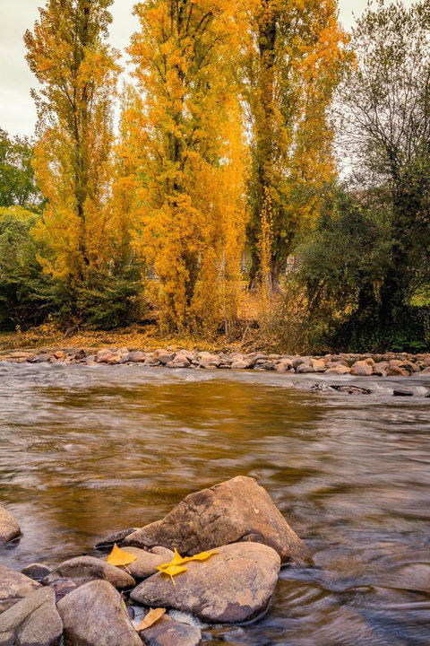 Alpine Aspects - Sunshine Coast Tourism 6