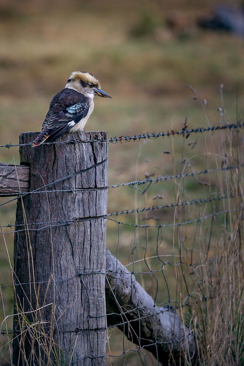 Alpine Aspects - Sunshine Coast Tourism 12