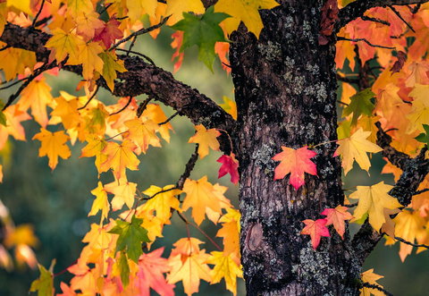 Alpine Aspects - Sunshine Coast Tourism 27