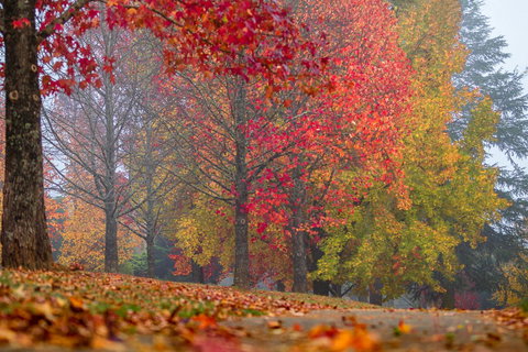 Alpine Aspects - Sunshine Coast Tourism 2