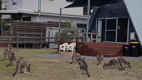 The A-Frame - Holiday Sunshine Coast 3