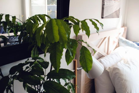 Bed Of Roses - Sunshine Coast Tourism 24