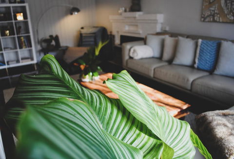 Bed Of Roses - Sunshine Coast Tourism 29