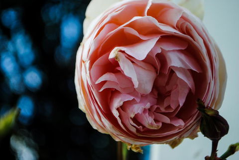 Bed Of Roses - Sunshine Coast Tourism 36