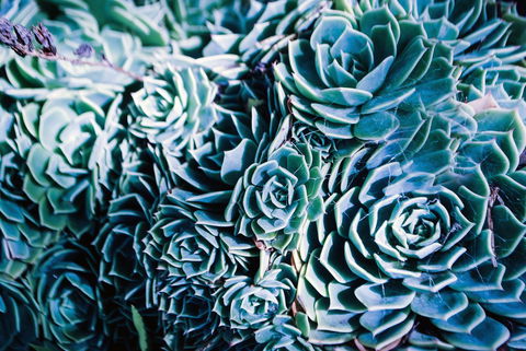 Bed Of Roses - Sunshine Coast Tourism 32