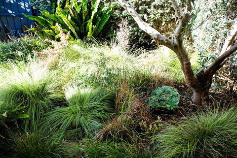 Bed Of Roses - Sunshine Coast Tourism 21