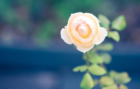 Bed Of Roses - Sunshine Coast Tourism 14