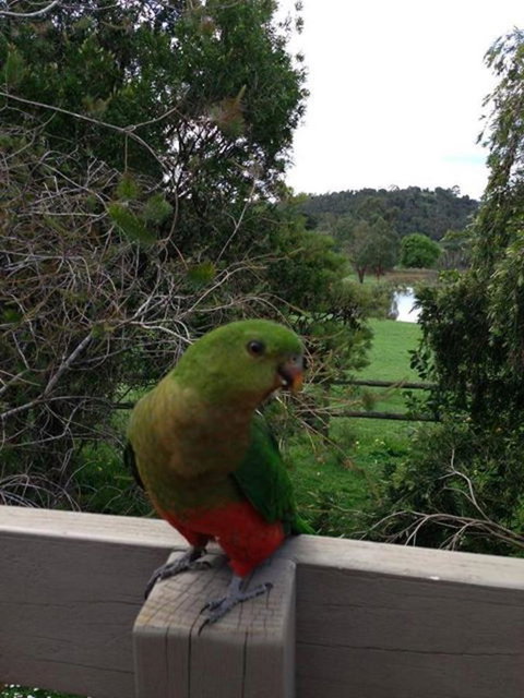 Australian Home Away @ Wonga Park Brushy Creek - Sunshine Coast Tourism 18