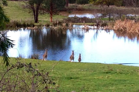 Australian Home Away @ Wonga Park Brushy Creek - Sunshine Coast Tourism 17