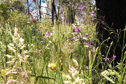 Grampians Pomonal Cottages - Sunshine Coast Tourism 31