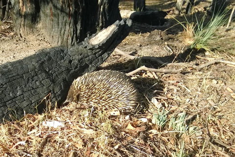 Grampians Pomonal Cottages - Sunshine Coast Tourism 25