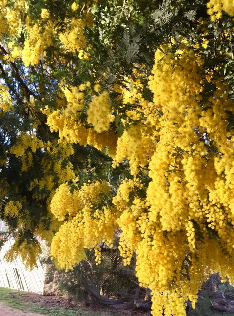 Grampians Pomonal Cottages - Sunshine Coast Tourism 5