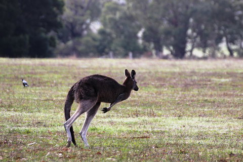 Grampians Pomonal Cottages - Sunshine Coast Tourism 26