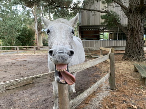 Kangaroo Manor - Sunshine Coast Tourism 12