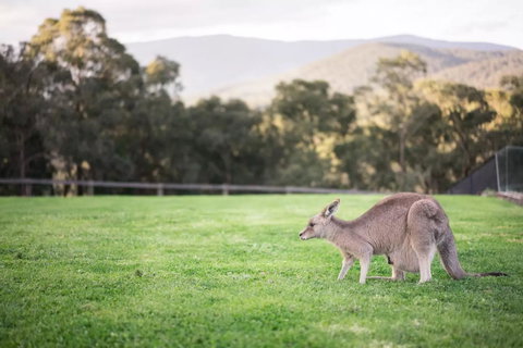 Kangaroo Manor - Sunshine Coast Tourism 29