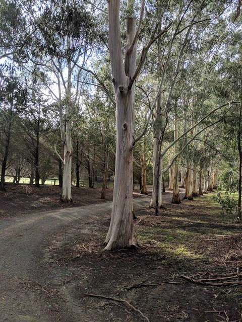 Kangaroo Manor - Sunshine Coast Tourism 10