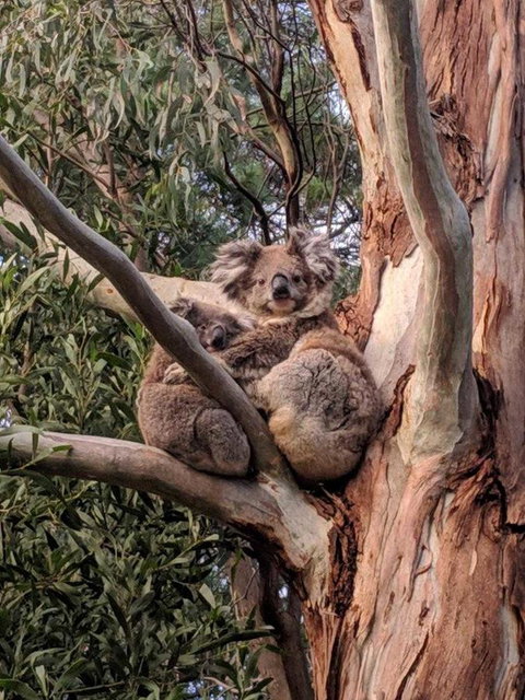 Kangaroo Manor - Sunshine Coast Tourism 9