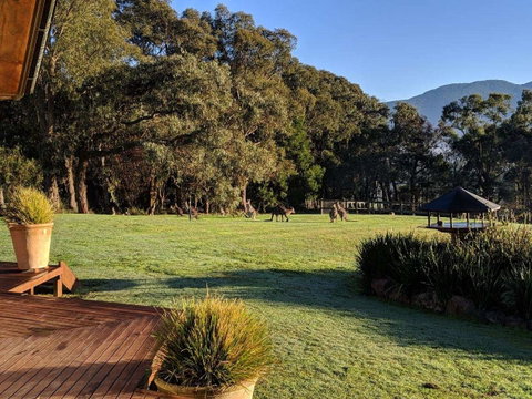 Kangaroo Manor - Sunshine Coast Tourism 5