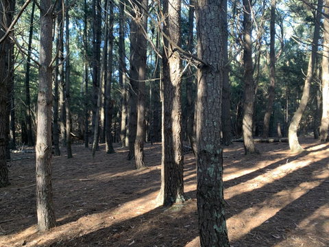 Kangaroo Manor - Sunshine Coast Tourism 4