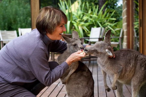 Kangaroo Manor - Sunshine Coast Tourism 20