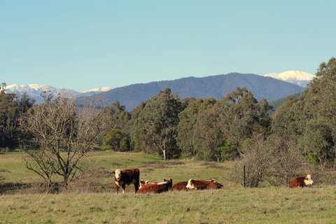 3 Bells Alpine Cottage - Sunshine Coast Tourism 21