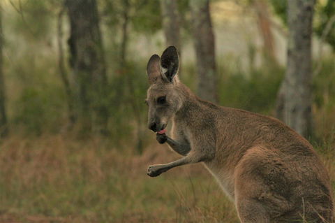Lake Weyba Noosa Lodge & Kangaroos - Holiday Sunshine Coast 43