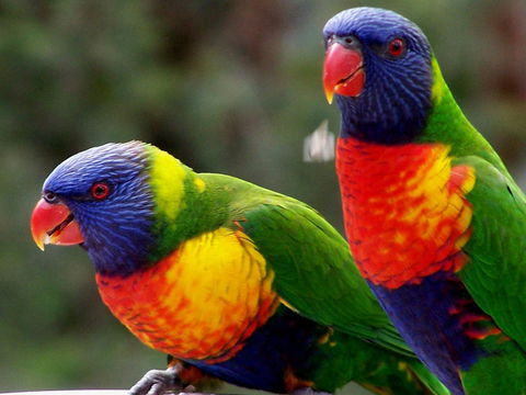 Lake Weyba Noosa Lodge & Kangaroos - Holiday Sunshine Coast 12