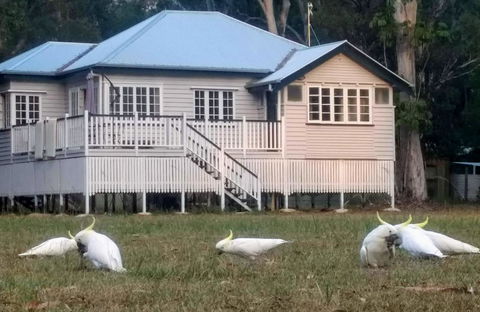 Lake Weyba Noosa Lodge & Kangaroos - Holiday Sunshine Coast 20