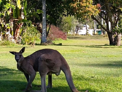 Lake Weyba Noosa Lodge & Kangaroos - Holiday Sunshine Coast 24