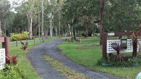 Lake Weyba Noosa Lodge & Kangaroos - Holiday Sunshine Coast 42