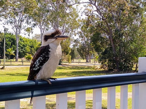 Lake Weyba Noosa Lodge & Kangaroos - Holiday Sunshine Coast 18