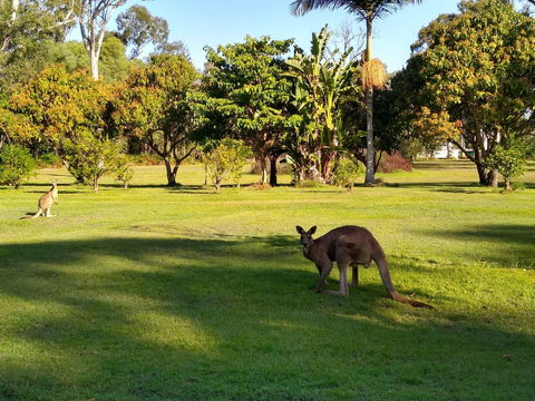 Lake Weyba Noosa Lodge & Kangaroos - Holiday Sunshine Coast 8