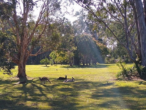 Lake Weyba Noosa Lodge & Kangaroos - Holiday Sunshine Coast 4