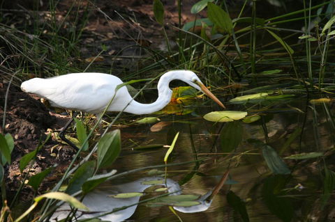 Lake Weyba Noosa Lodge & Kangaroos - Holiday Sunshine Coast 33