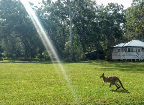 Lake Weyba Noosa Lodge & Kangaroos - Holiday Sunshine Coast 26