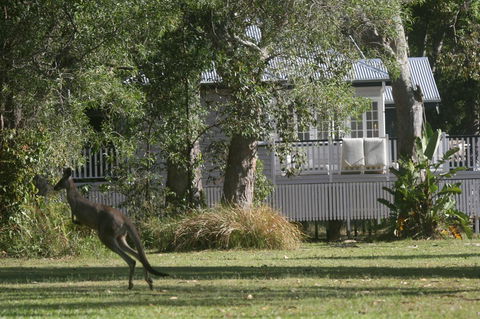 Lake Weyba Noosa Lodge & Kangaroos - Holiday Sunshine Coast 31