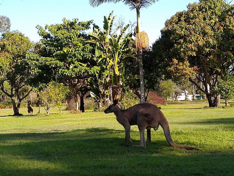 Lake Weyba Noosa Lodge & Kangaroos - Holiday Sunshine Coast 35