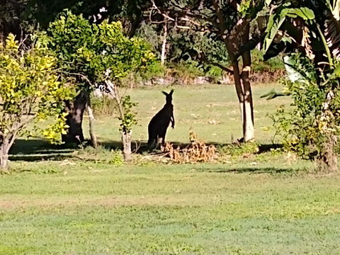 Lake Weyba Noosa Lodge & Kangaroos - Holiday Sunshine Coast 29