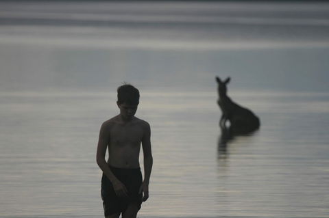 Lake Weyba Noosa Lodge & Kangaroos - Holiday Sunshine Coast 37